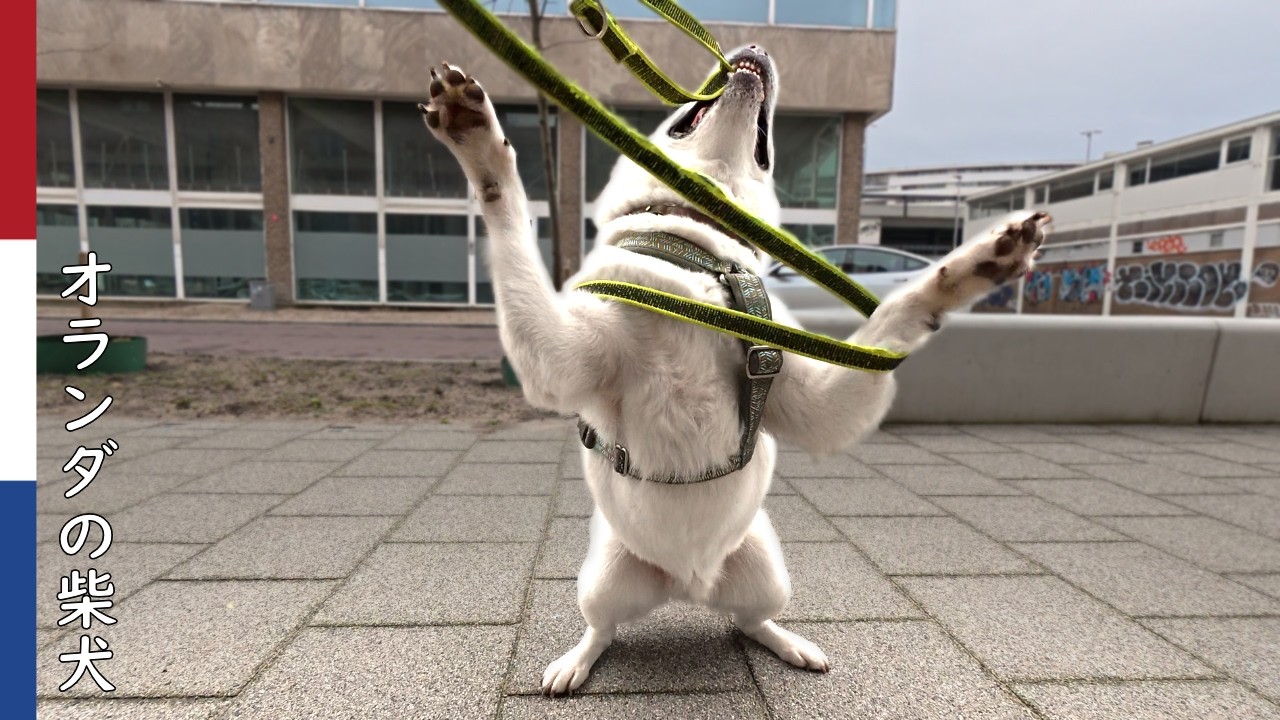 柴犬柿丸  リモコン式ゴミ収集と スイッチが入った柴犬｜オランダ散歩・環境音