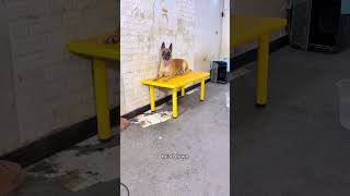 Dog Training #SmartDogs #IntelligentAnimals #FunnyAnimals #dog #dogcoach #malinois #germanshepherd