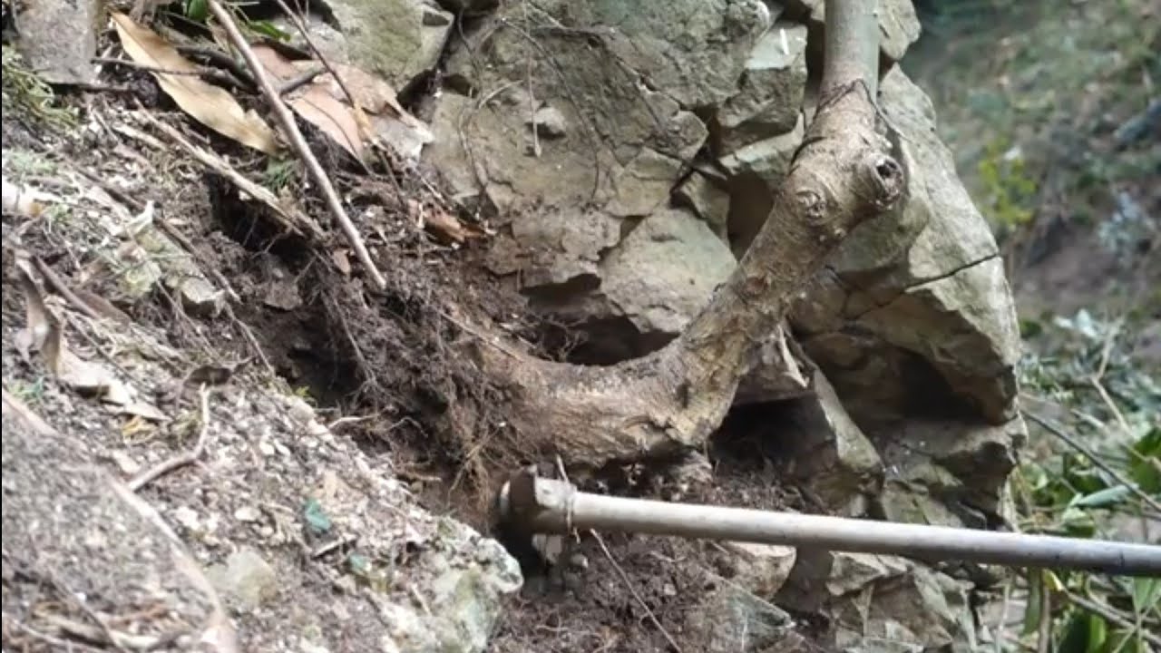 仕事現場の植林山からイロハモミジを採取  ♯501