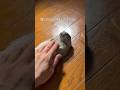 900万再生超えの人気作〜PER走る緊○救命室〜#ピー助 #リチャードソンジリス #animals