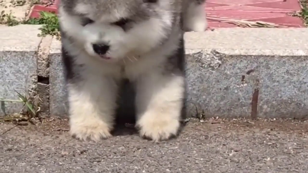 从毛毛虫成长为巨狼，长不大的阿拉斯加才是最好看的