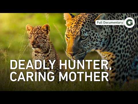 She Hunts to Survive: A Leopardess and Her Young | Full Documentary