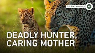 She Hunts to Survive: A Leopardess and Her Young | Full Documentary