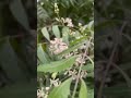 الورد جميل بدون موسيقى 