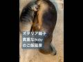 オタリア親子。ミルク時間🍼⏰#動物 #癒し #貴重映像 #授乳 #オタリア#動物の赤ちゃん #動物動画 #動物園 #海洋生物 #kawaii #yokohama #japanlife #尊い #横浜