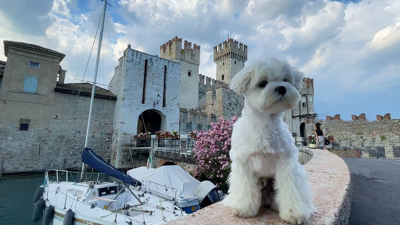 MY PUPPY SPEAKS ITALIAN? 🐶 DELETED SCENES