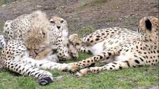 Cute baby cheetah cubs fighting