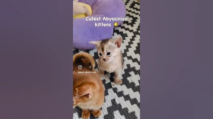 Video 11474731: abyssinian kitten cat, cat kitten cutest