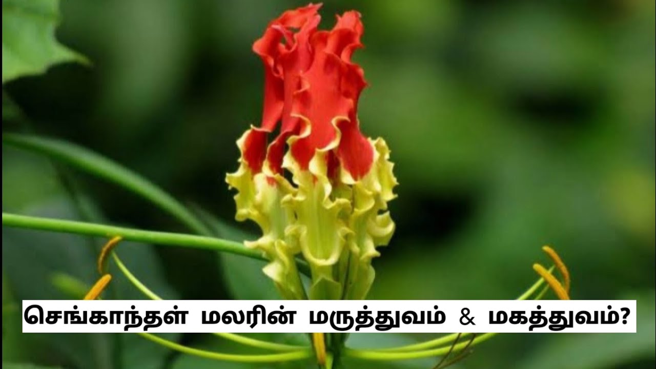 Medicinal properties of Flame lily flower Tamil Kutty Health YouTube