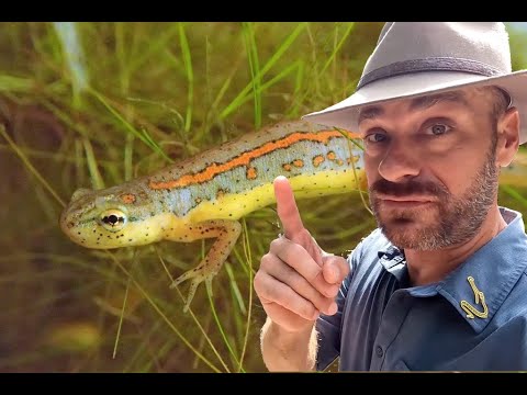 Learn all about Striped Newts!