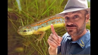 Learn all about Striped Newts!