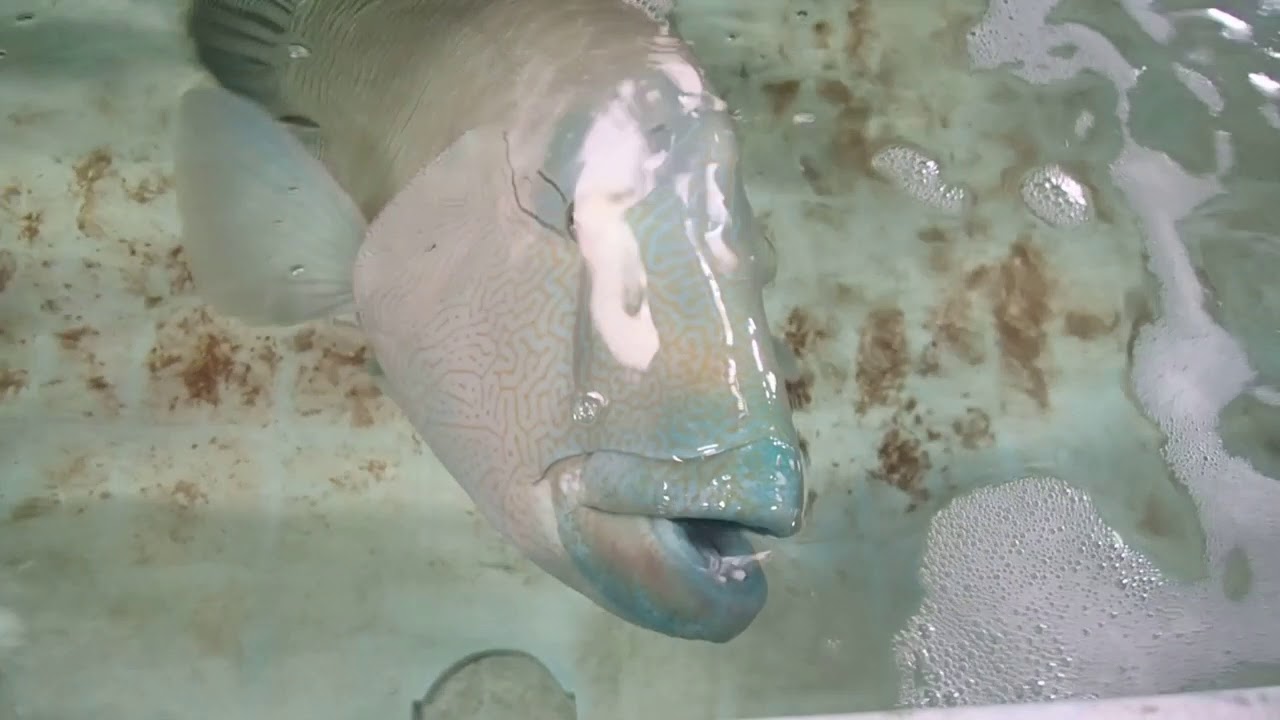 シガテラ海水魚 メガネモチノウオ大きめ
