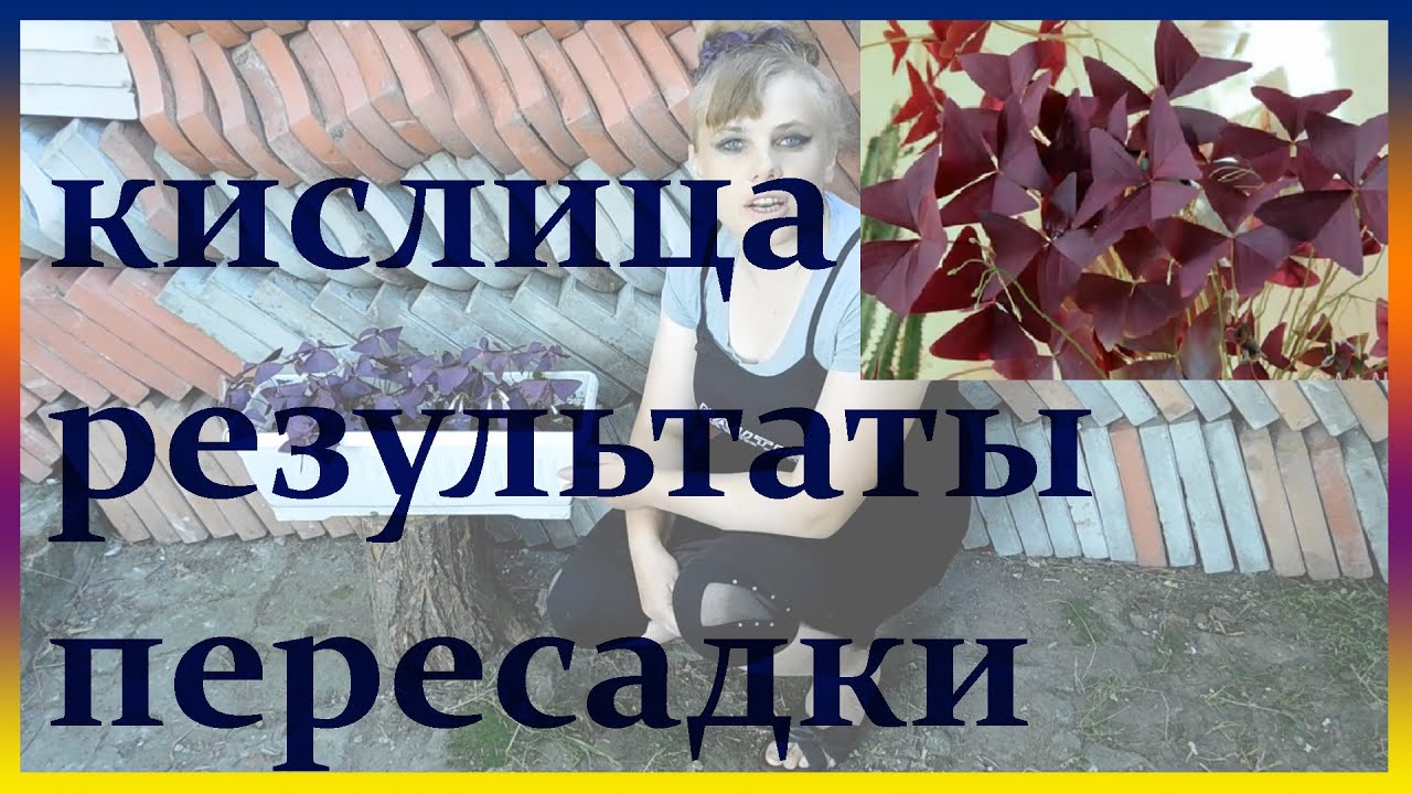 Результаты пересадки КИСЛИЦЫ. Выращивание  уход  полив болезни посадка кислицы.