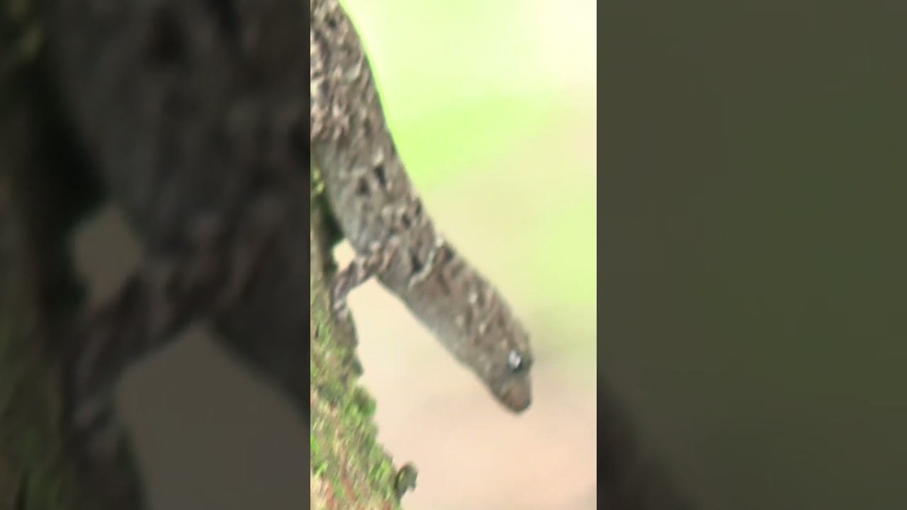 Sexual differences in Yellow Headed Gecko 