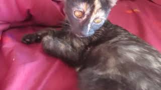 A Better Proper Video Of My Kitten Cinderella