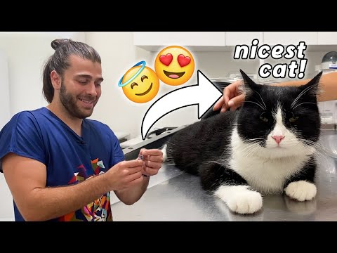 Video: Friendliest Kedi Irkları