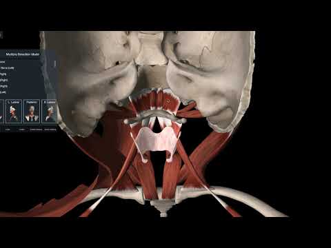 Vidéo: Anatomie, Fonction Et Diagramme Du Muscle Mylohyoïdien - Cartes Corporelles