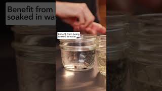 Does soaking your seeds before starting them increase germination rates indoorseedstarting