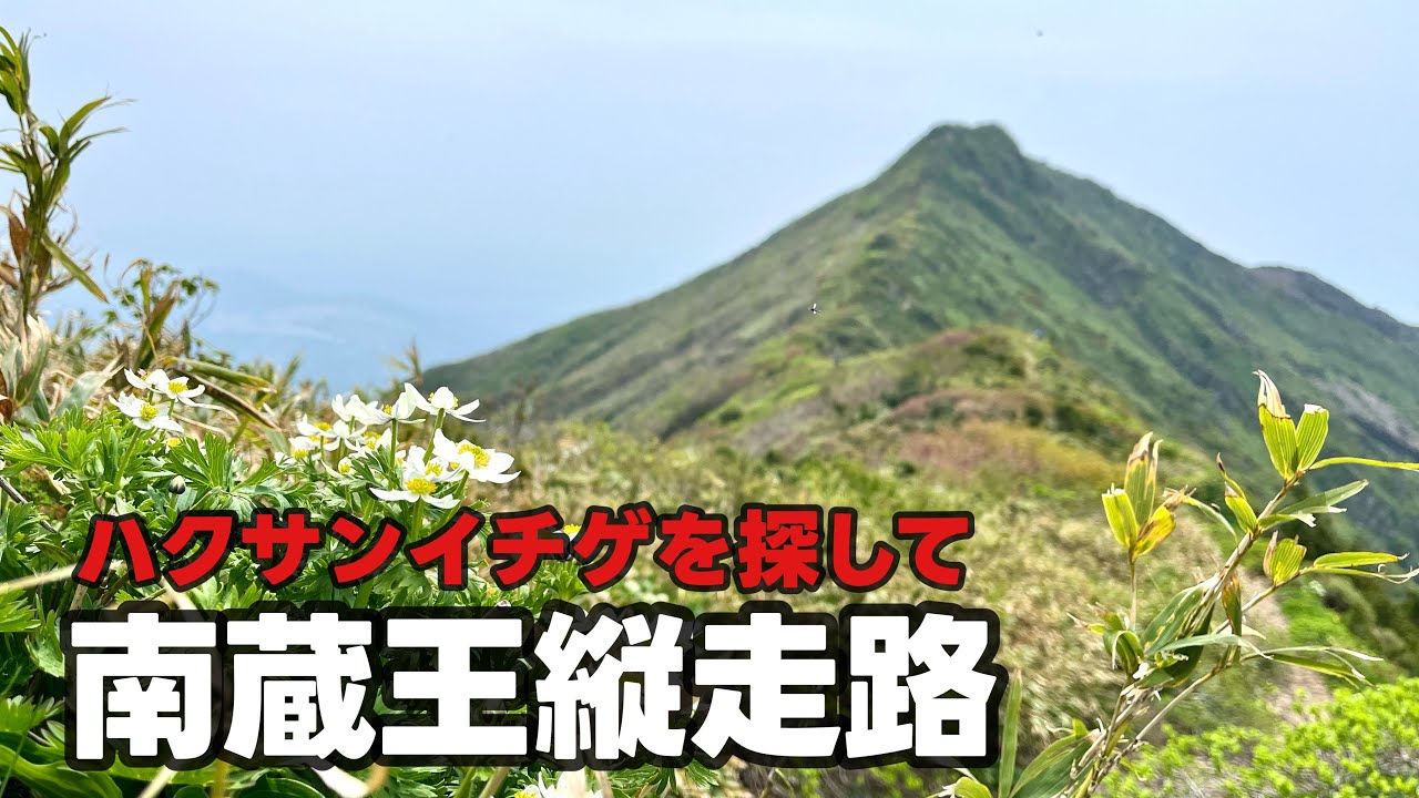 【登山】南蔵王は花の季節【ハクサンイチゲ】