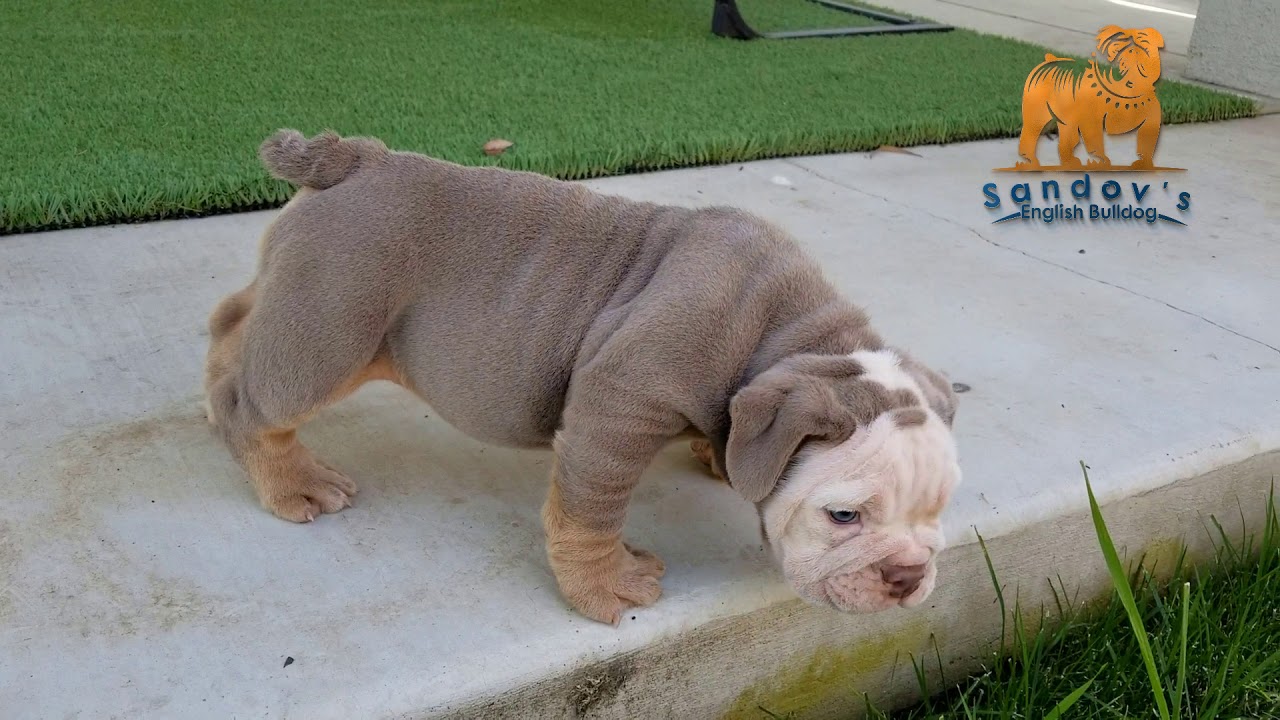 tri lilac english bulldog