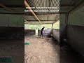 ферма в Колумбии. день 34