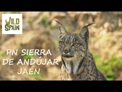 Wild Spain - Capítulo 122 - Parque Natural Sierra de Andújar, Jaén.