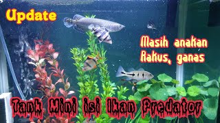 Update Tank Ikan Predator anakan | kecil Ganas #Datz #pbass #arwana #jardini #rtc #redtailcatfish