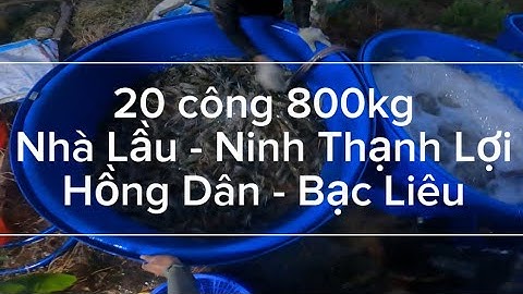 Ao 20 công được 800kg tôm bắt lúc 2 giờ đêm K10 Nhà Lầu - Ninh Thạnh Lợi - Hồng Dân - Bạc Liêu