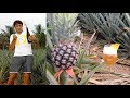 Pineapple Wine how to make at home - homemade Champagne style