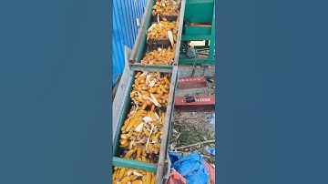 corn harvesting process - skill worker and proper tools make work easy