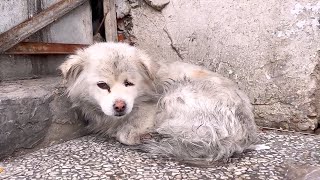 With no strength left, the pregnant stray dog lay crying, waiting to die screenshot 5