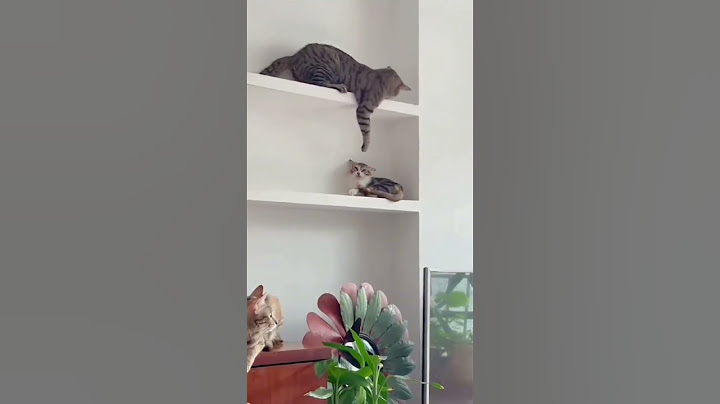 AWAS JATOH #viral #cats #shortvideo