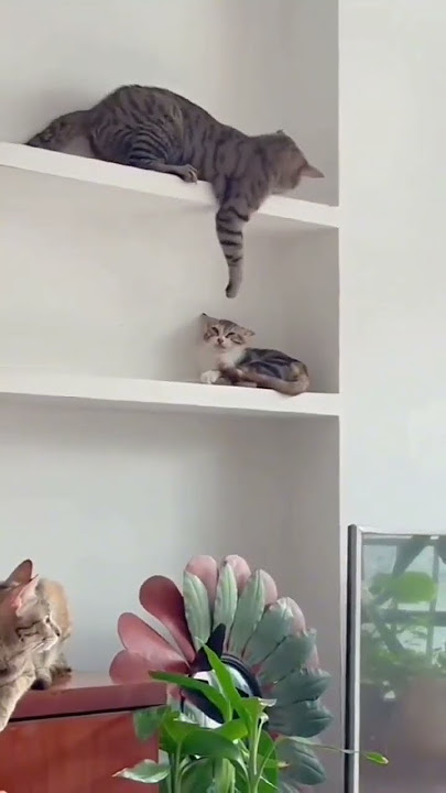 AWAS JATOH #viral #cats #shortvideo