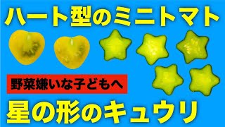 【園芸グッズ】野菜嫌いな子どもへ！ハート型ミニトマトと星型きゅうりの作り方【おすすめ】