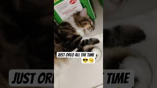 just Oreo all the time 🤣🤣 #cat shorts #viral short#trending short#funnyshorts #funny cute viral