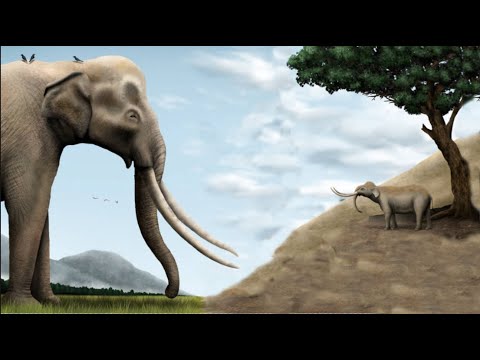 Vídeo: Elefant Pera Gran Maliciós