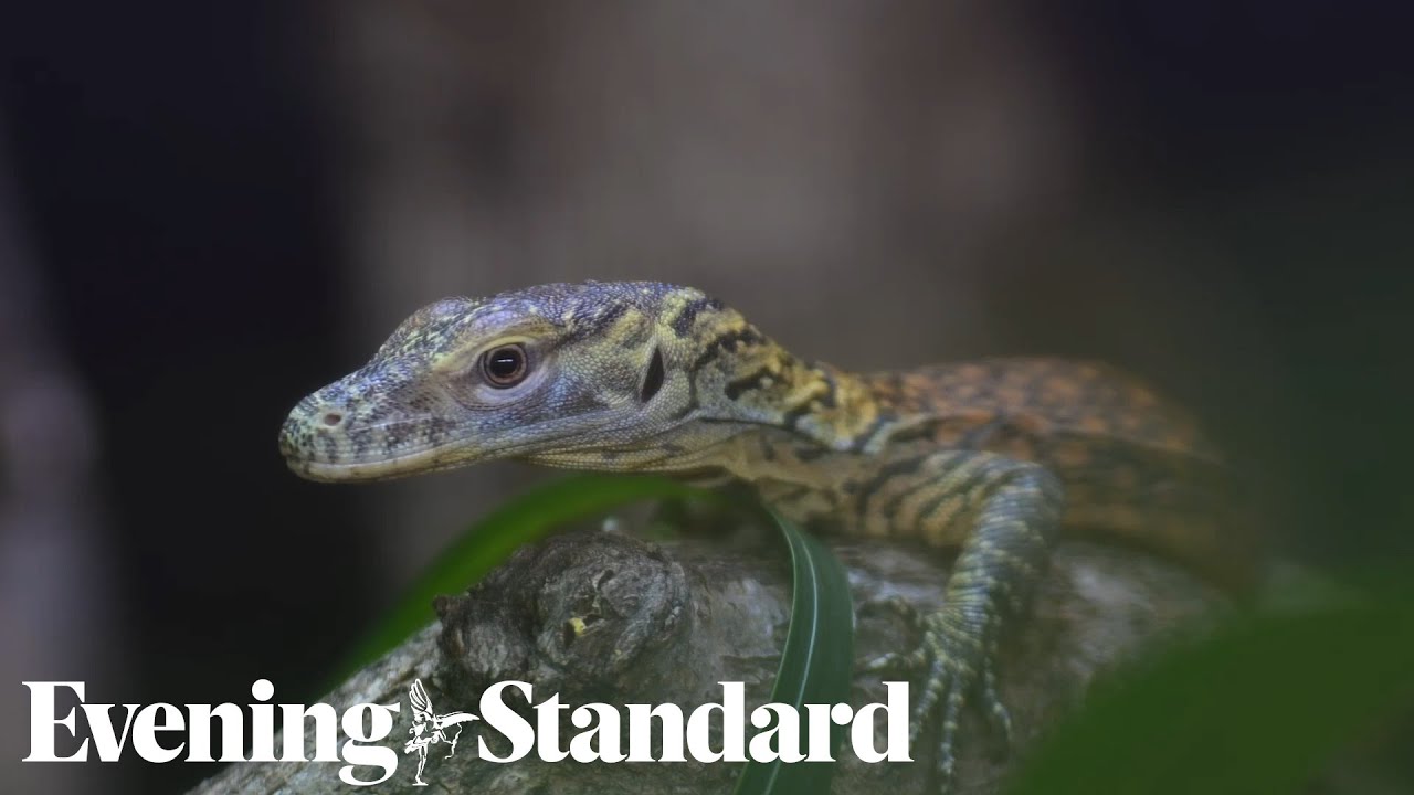 Chester Zoo celebrates birth of baby Komodo dragons