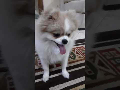 خپل این طوری نشستن مختص خوده خره شه    