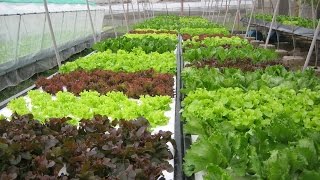 แปลงปลูกพืชไร้ดิน ไฮโดรโปนิกส์ (hydroponics)