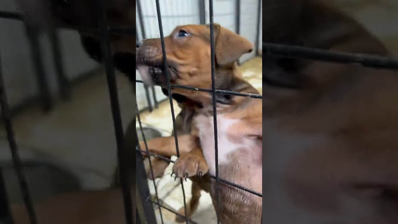 ‼️MOUTHPIECE 🔥🔥🔥(Red Plague x Jasmine INBRED)🤫