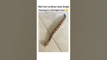 Snake Moving In A Straight Line 