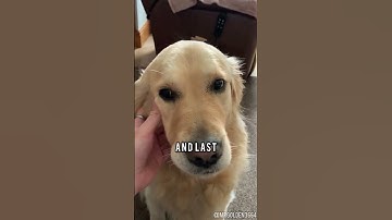 Why You SHOULD Get a Golden Retriever