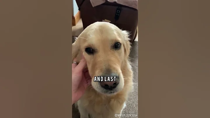 Why You SHOULD Get a Golden Retriever