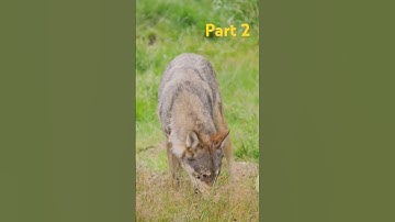 The Boy Who Cried Wolf: A Timeless Lesson part 2