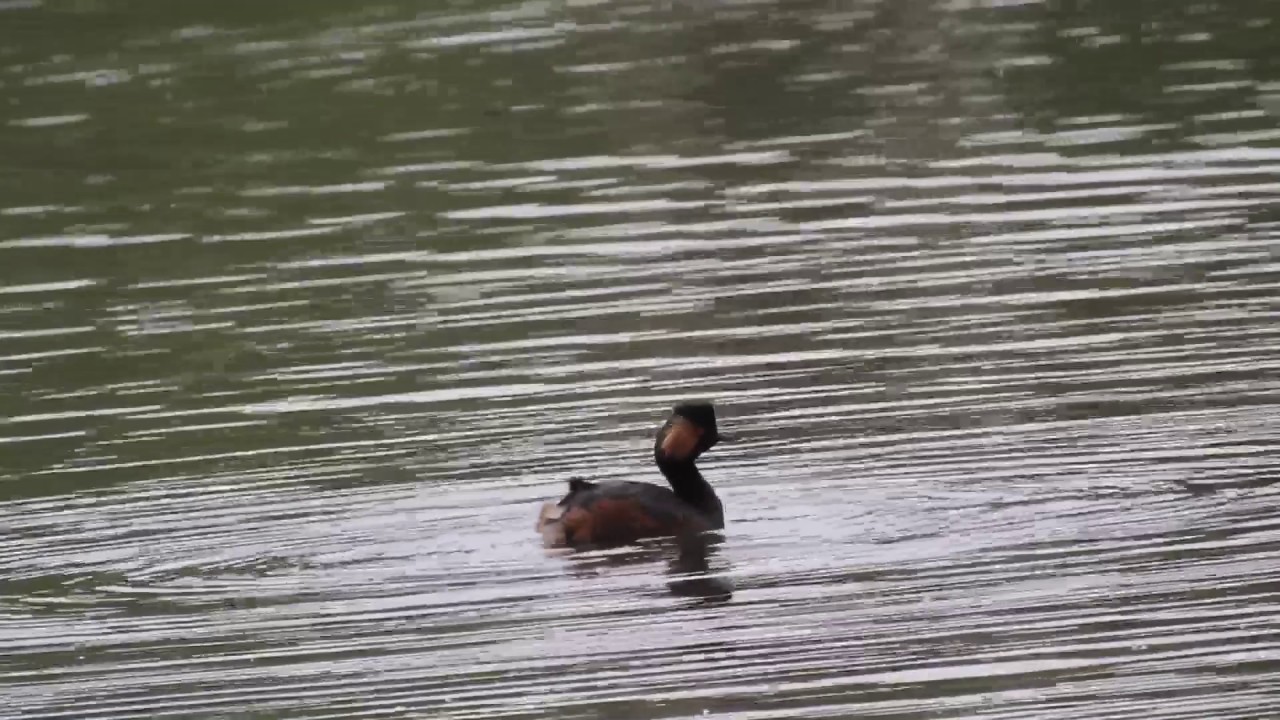 Black-necked Grebe 2017 3 