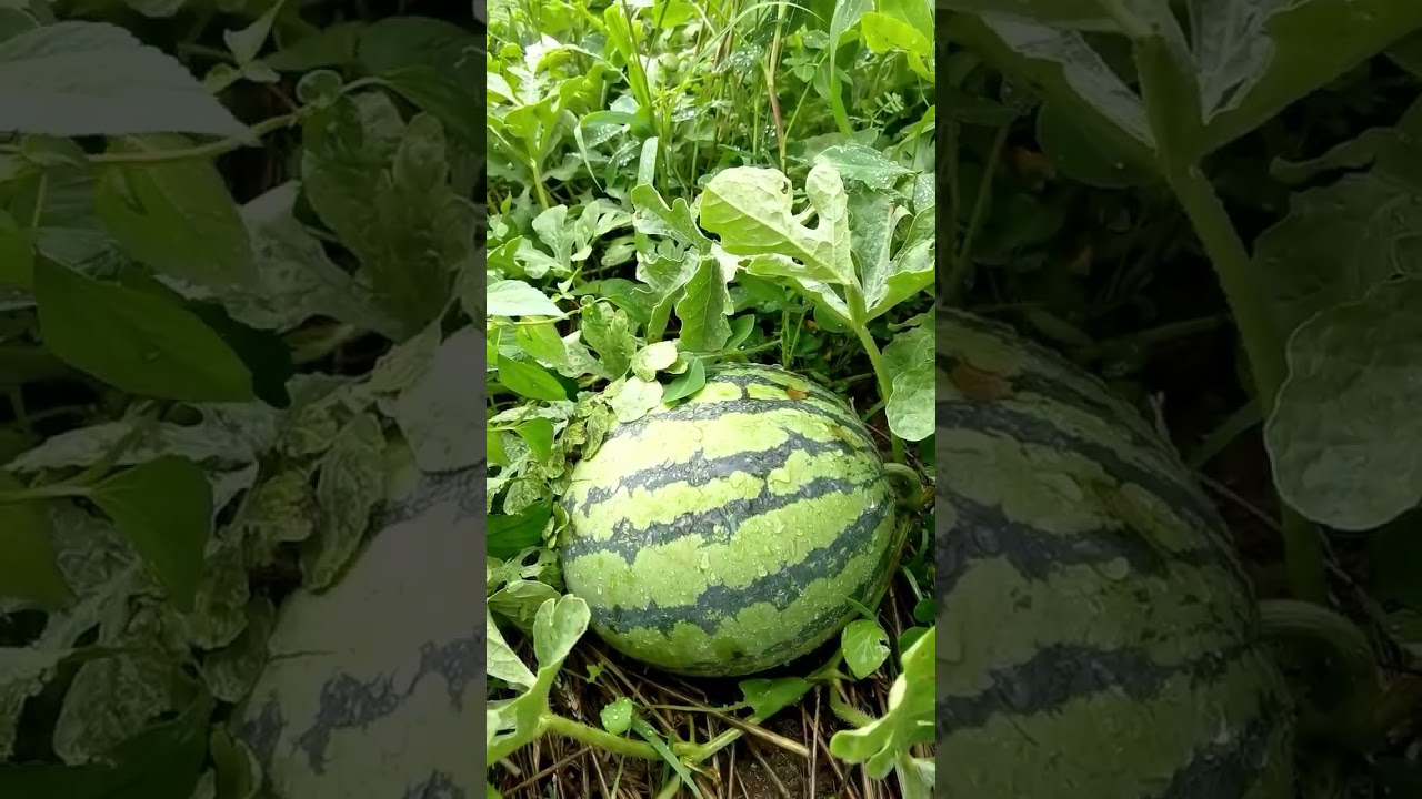 Vegetable Garden Problems & Fixes