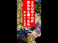 ☆祝350万再生突破☆2キロのイカが釣れたと思ったらpart2 #エギング