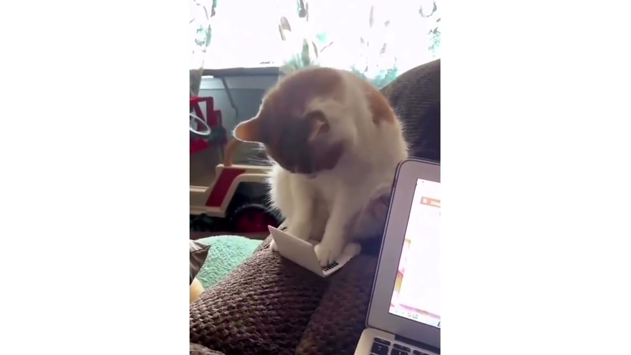 The Salaryman Cat || MemeIsland