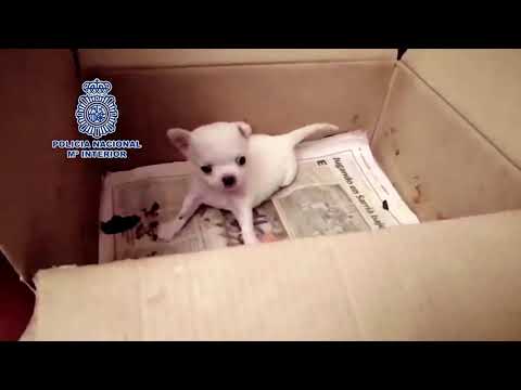 Spanish police discovered illegal puppy farms ( January 2020 )