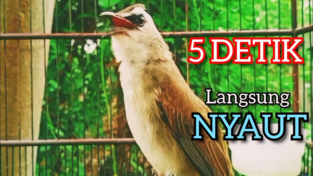 Trucukan Ombyokan trucuk Bahan PAUT BISU PASTI BUNYI DENGAR SUARA TRUCUK GACOR NGALAS NGROPEL INI ‼️